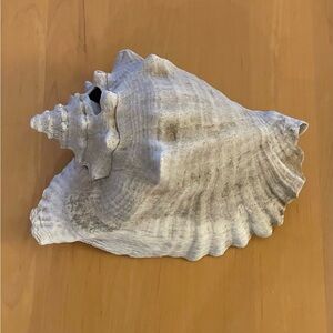 CONCH SEASHELL LARGE QUEEN HELMET